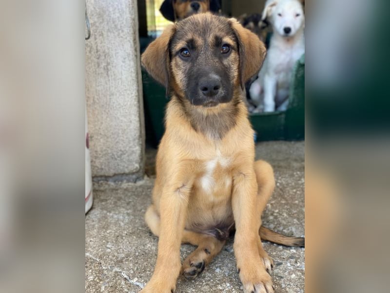 Maverick, geb. ca. 07/2025, lebt in GRIECHENLAND, im städt. Tierheim Serres