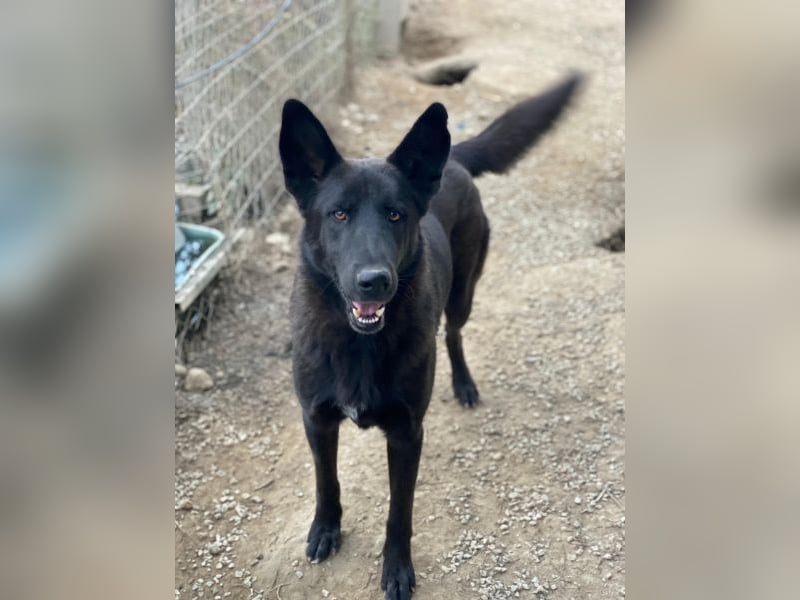 Zanders, geb. ca. 05/2023, lebt in GRIECHENLAND, im städt. Tierheim Serres