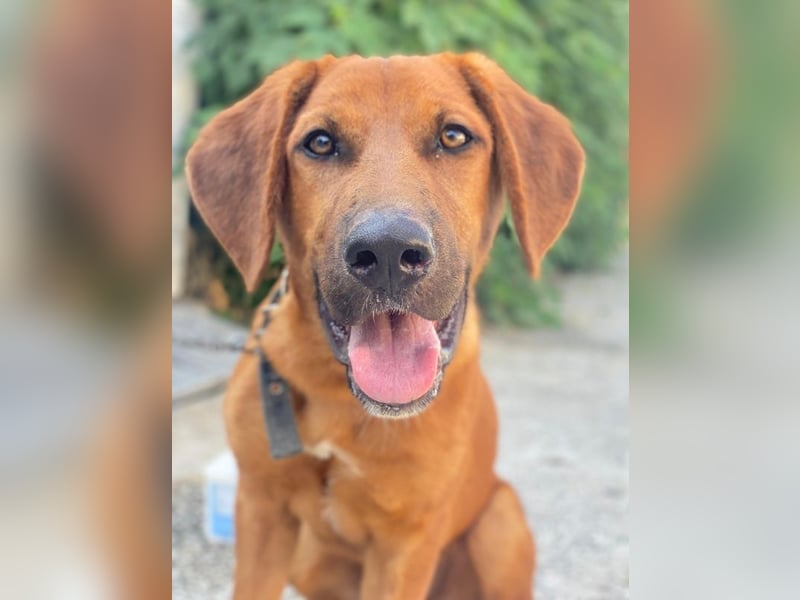 Cito, geb. ca. 02/2025, lebt in GRIECHENLAND, im städt. Tierheim Serres