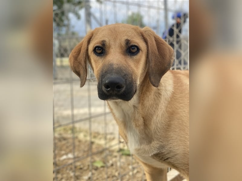 Bardo, geb. ca. 09/2023, lebt in GRIECHENLAND, im städt. Tierheim Serres