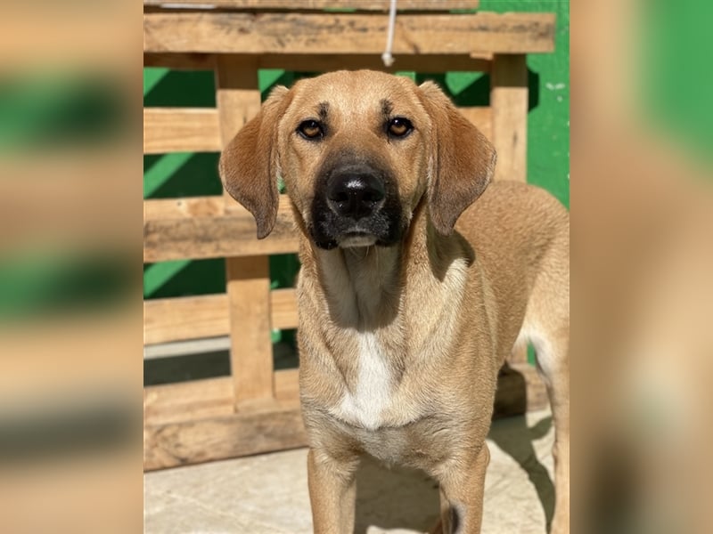 Bardo, geb. ca. 09/2023, lebt in GRIECHENLAND, im städt. Tierheim Serres