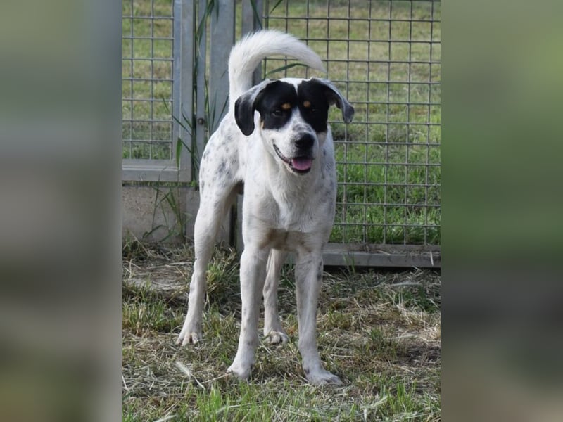 Freddie - freundlicher Jungspund