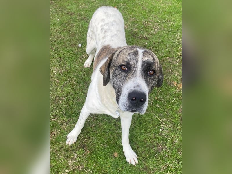 Pugsley, geb. ca. 11/2024, lebt in GRIECHENLAND, im städt. Tierheim Serres