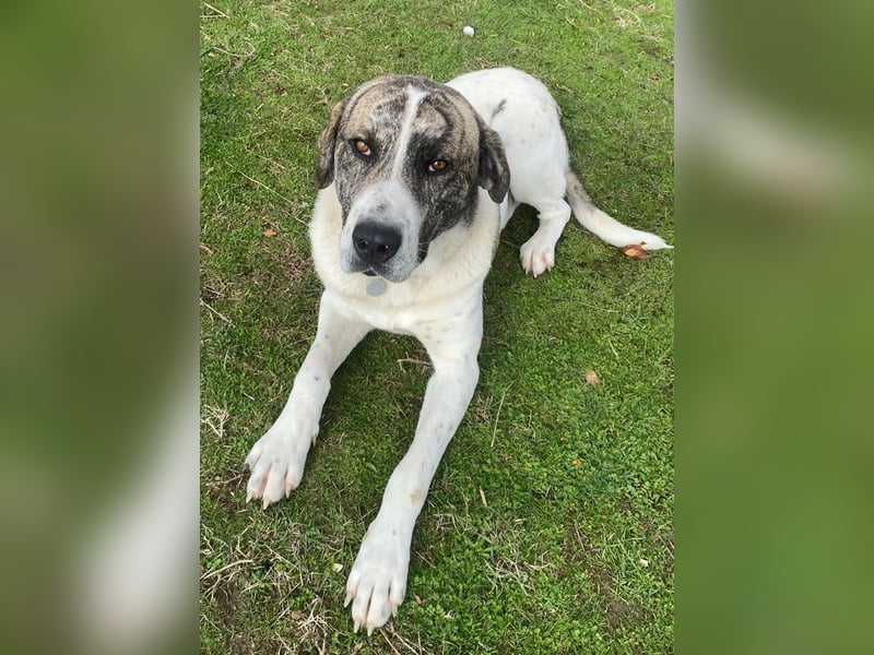 Pugsley, geb. ca. 11/2024, lebt in GRIECHENLAND, im städt. Tierheim Serres