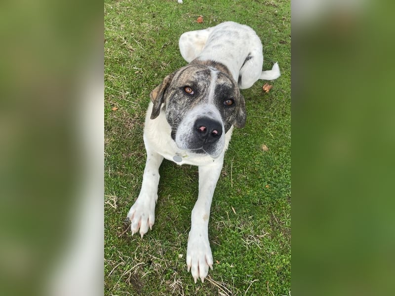 Pugsley, geb. ca. 11/2024, lebt in GRIECHENLAND, im städt. Tierheim Serres