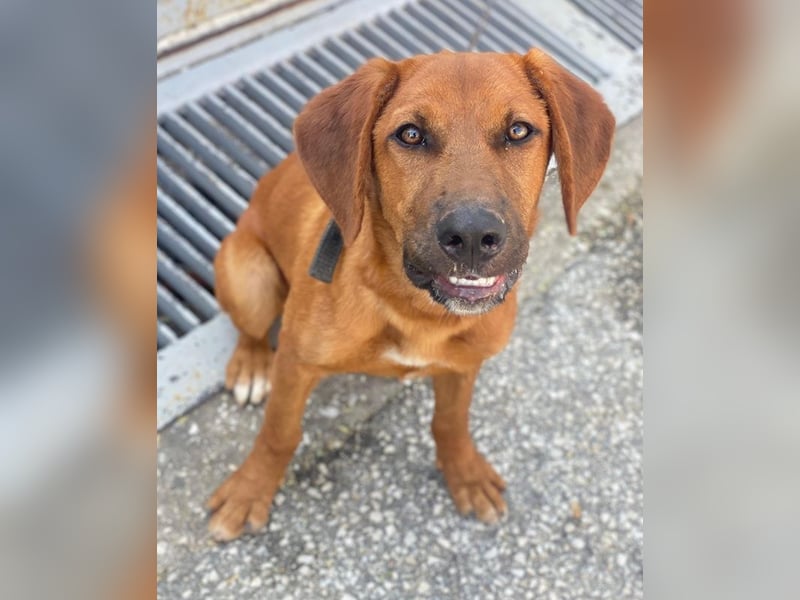 Cito, geb. ca. 02/2025, lebt in GRIECHENLAND, im städt. Tierheim Serres