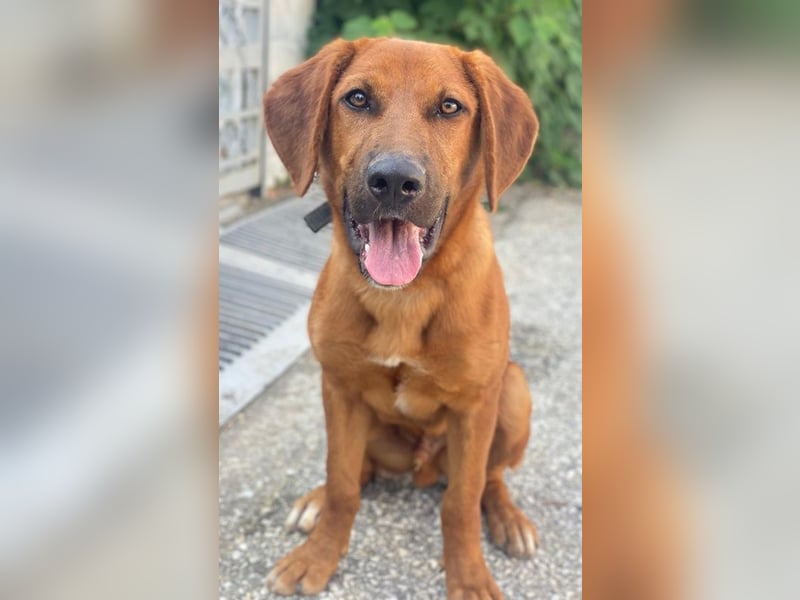 Cito, geb. ca. 02/2025, lebt in GRIECHENLAND, im städt. Tierheim Serres