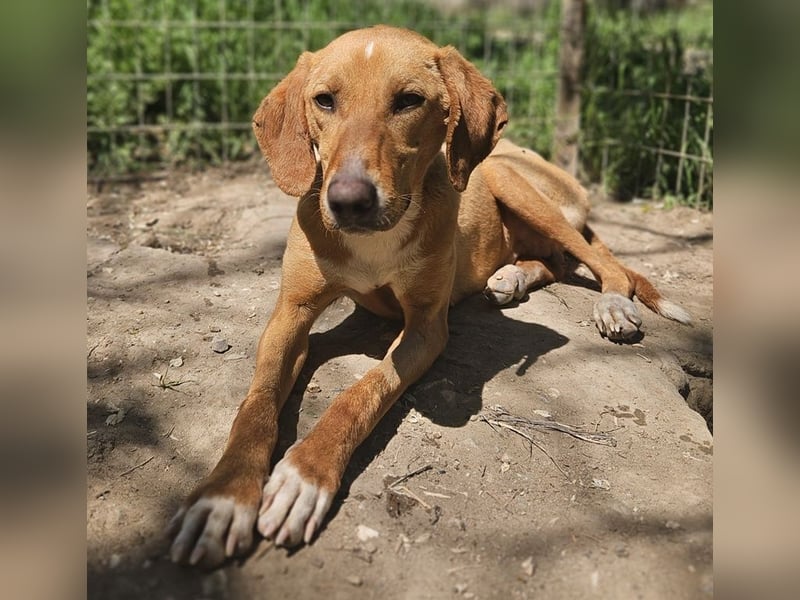 Gitano, geb. ca. 01/2024, lebt in GRIECHENLAND, auf einer privaten Pflegestelle