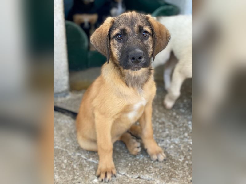 Maverick, geb. ca. 07/2025, lebt in GRIECHENLAND, im städt. Tierheim Serres