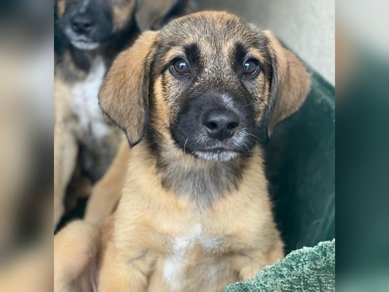 Maverick, geb. ca. 07/2025, lebt in GRIECHENLAND, im städt. Tierheim Serres