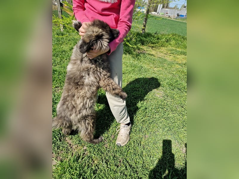 Zoya quirliges Hundemädel