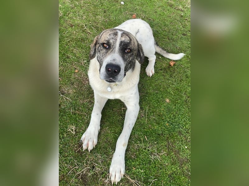 Pugsley, geb. ca. 11/2024, lebt in GRIECHENLAND, im städt. Tierheim Serres