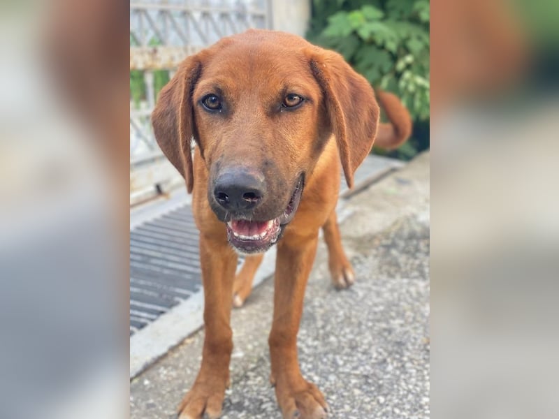 Cito, geb. ca. 02/2025, lebt in GRIECHENLAND, im städt. Tierheim Serres