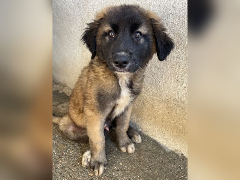 Mickey, geb. ca. 03/2026 , lebt in GRIECHENLAND, im städt. Tierheim Serres