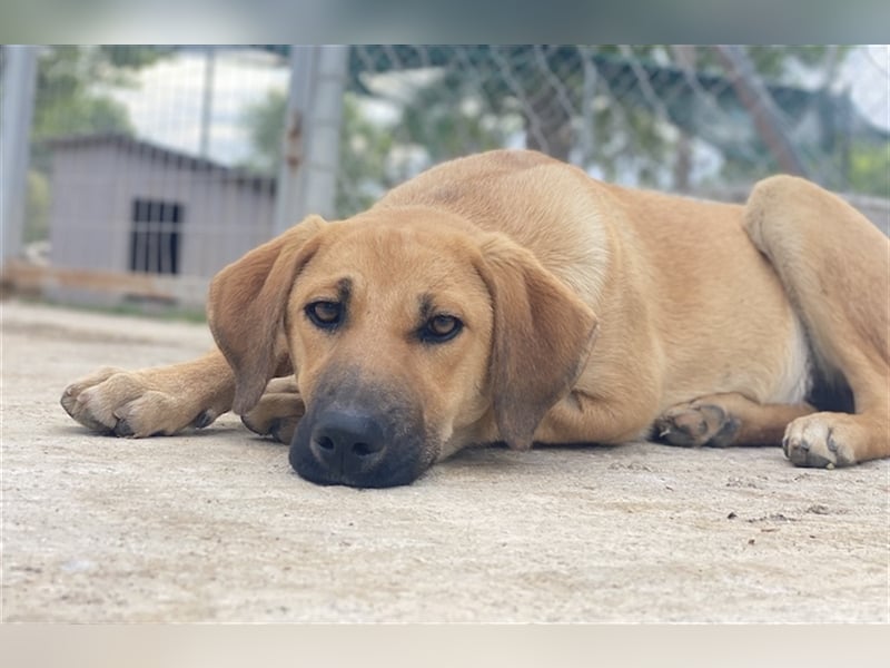 Bardo, geb. ca. 09/2023, lebt in GRIECHENLAND, im städt. Tierheim Serres