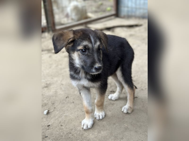 Pepito, geb. ca. 08/2025, lebt in GRIECHENLAND, auf einer privaten Pflegestelle