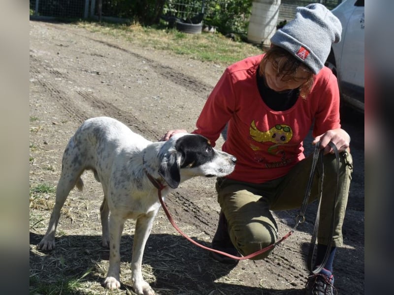 Freddie - freundlicher Jungspund