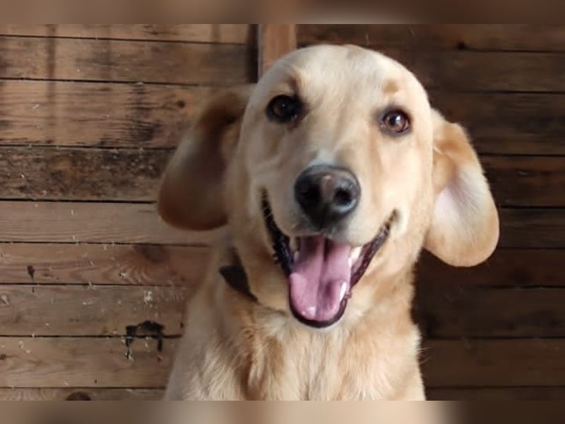 Charlie - ein freundlicher Senior sucht ein ruhiges Zuhause