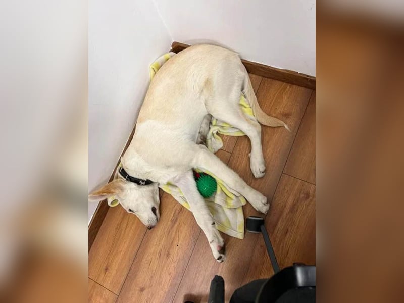 Süße Renee sucht ihr Zuhause