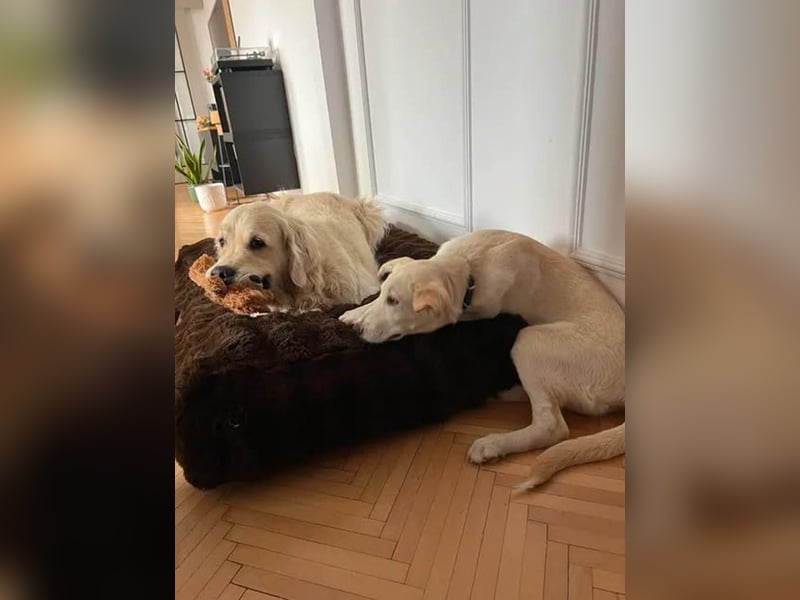 Süße Renee sucht ihr Zuhause
