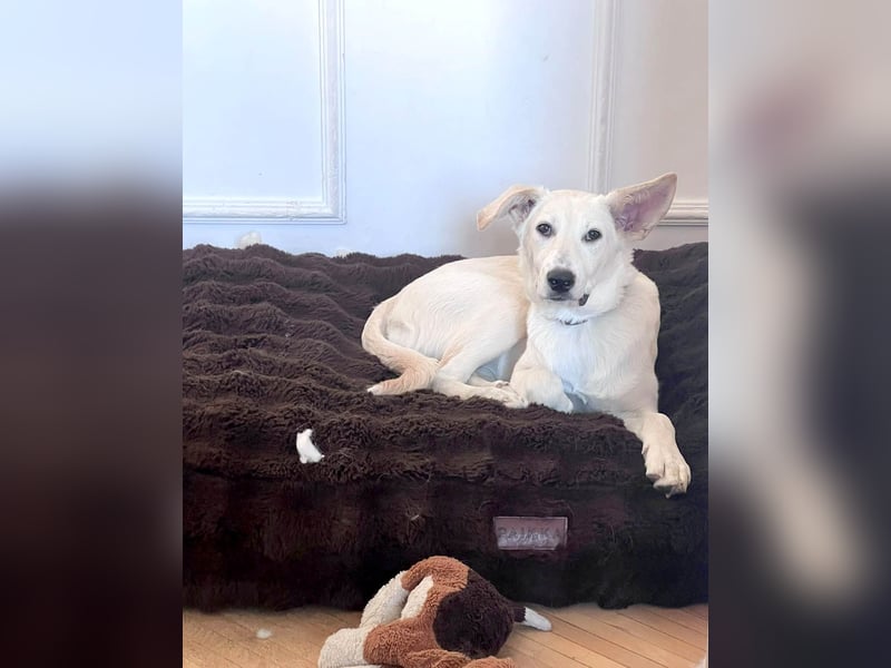 Süße Renee sucht ihr Zuhause