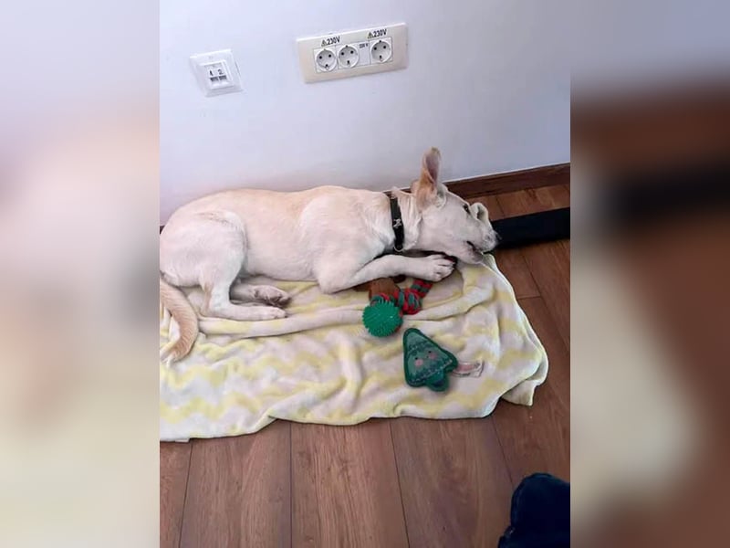 Süße Renee sucht ihr Zuhause
