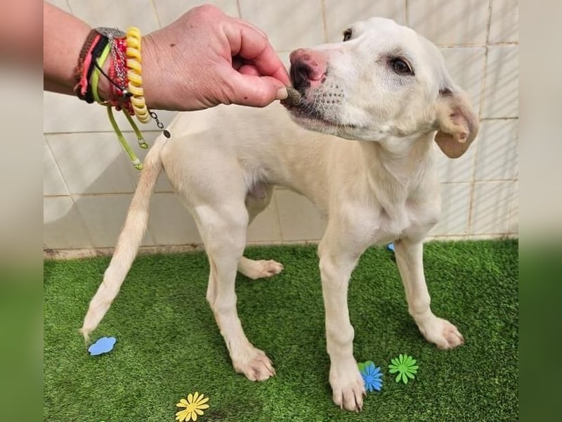 AJOBLANCO trägt die spanische Sonne im Herzen