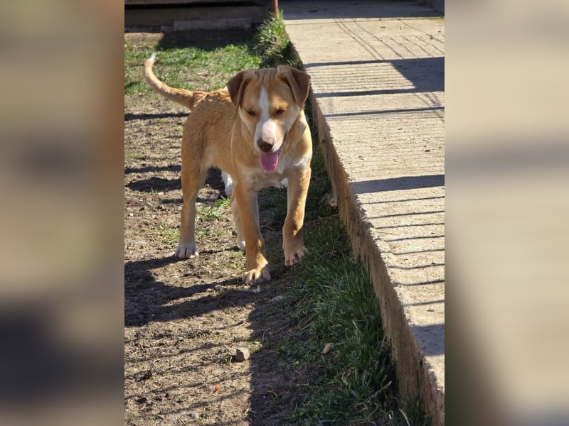 CALYPSO - fröhlicher Junghund möchte umziehen