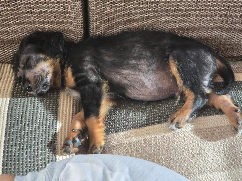 JEFF ein wundervoller Familienhund