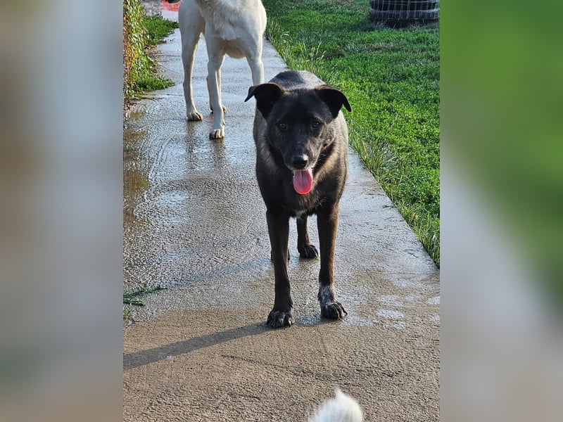 Cara, aufgeschlossen,freundlich,sozial und verschmust , mehr geht nicht!