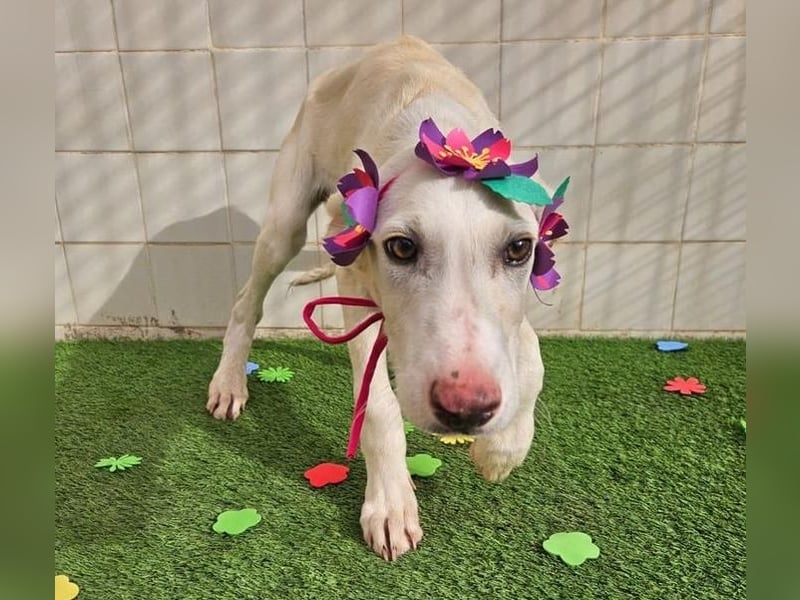 AJOBLANCO trägt die spanische Sonne im Herzen