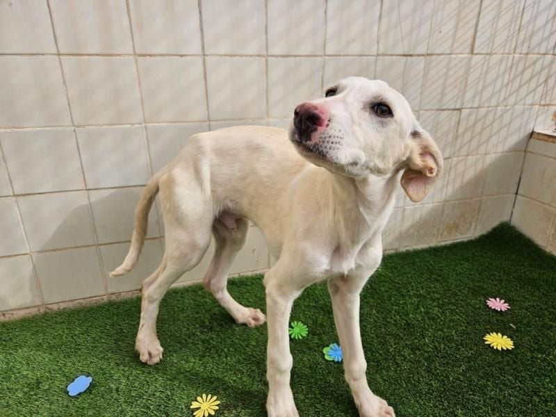 AJOBLANCO trägt die spanische Sonne im Herzen