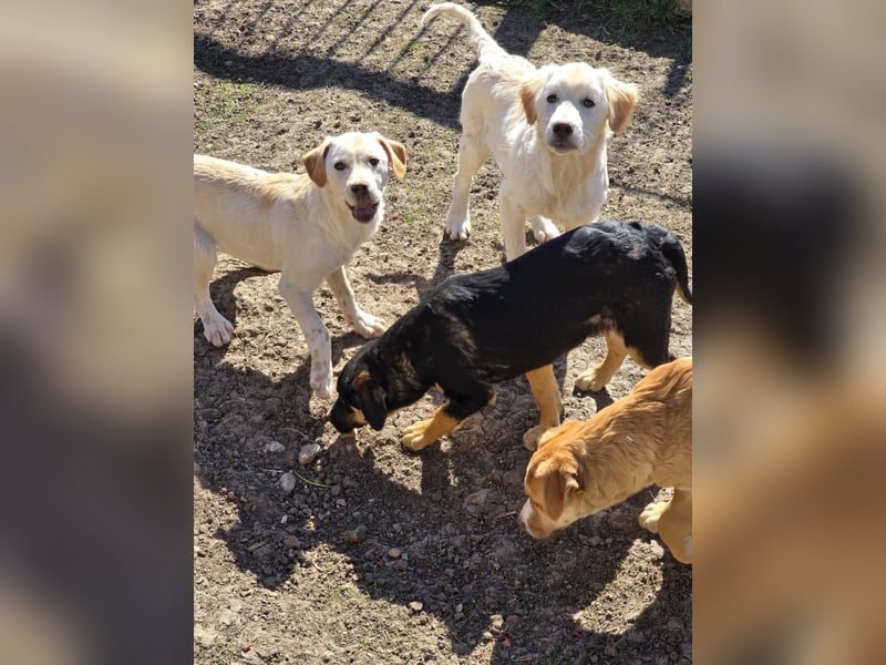 CALYPSO - fröhlicher Junghund möchte umziehen