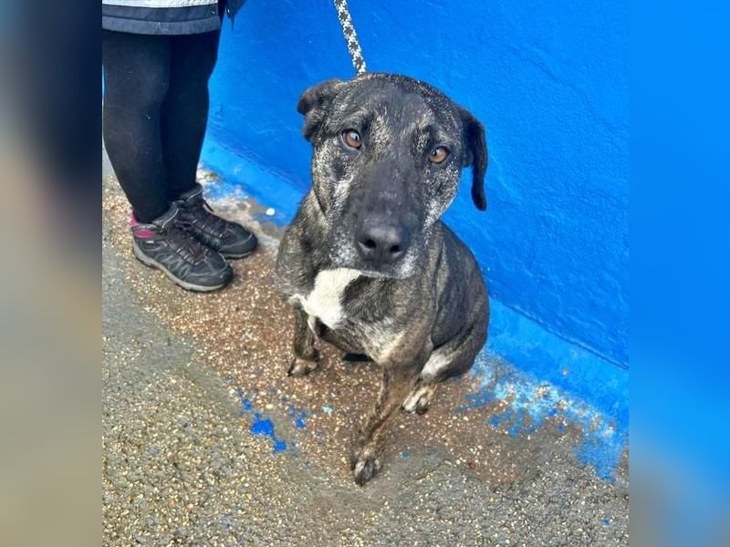 CHANEL die sanfte Hündin