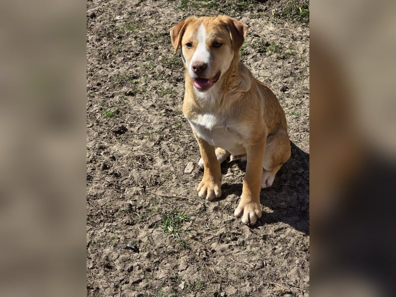 CALYPSO - fröhlicher Junghund möchte umziehen