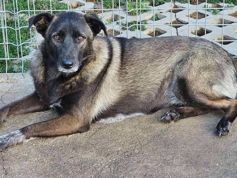 Cara, aufgeschlossen,freundlich,sozial und verschmust , mehr geht nicht!