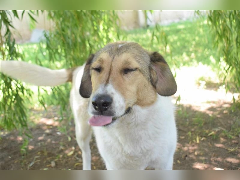 Roy, zugewandt und liebevoll kennt er nur das Tierheim, Katzen-Kinder ja