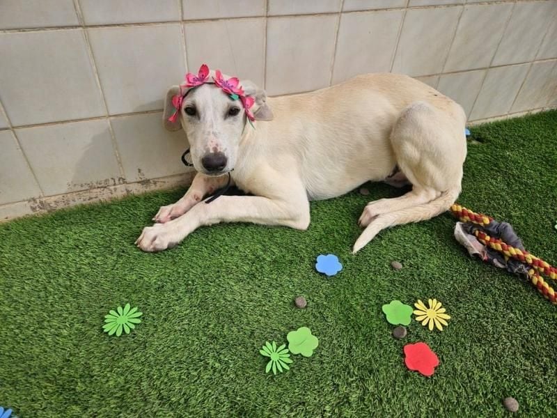 VICHYSSOISE trägt die spanische Sonne im Herzen