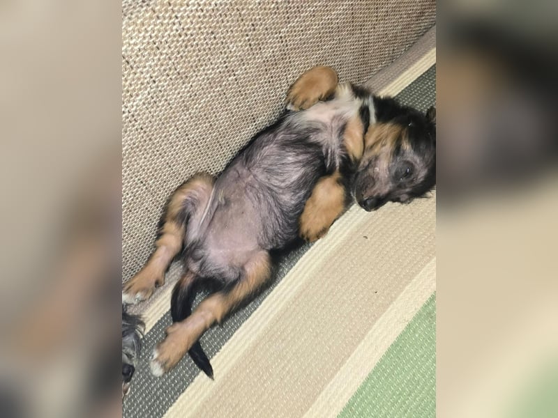 JEFF ein wundervoller Familienhund