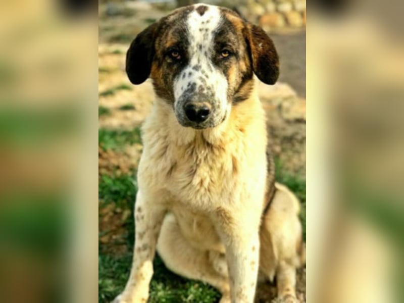 Yuri - wartet auf sein Zuhause