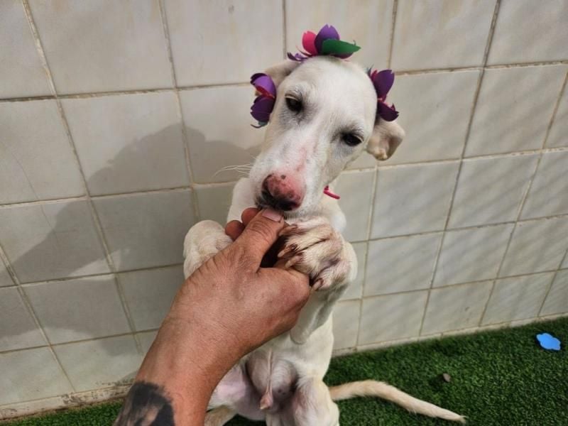 AJOBLANCO trägt die spanische Sonne im Herzen