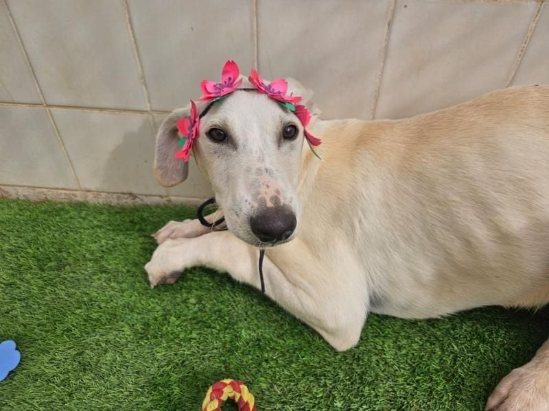 VICHYSSOISE trägt die spanische Sonne im Herzen