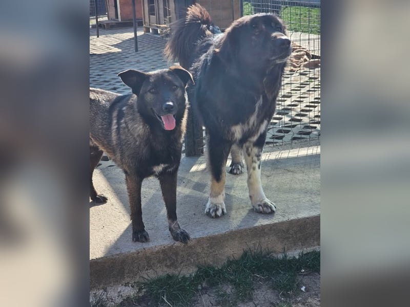 Cara, aufgeschlossen,freundlich,sozial und verschmust , mehr geht nicht!