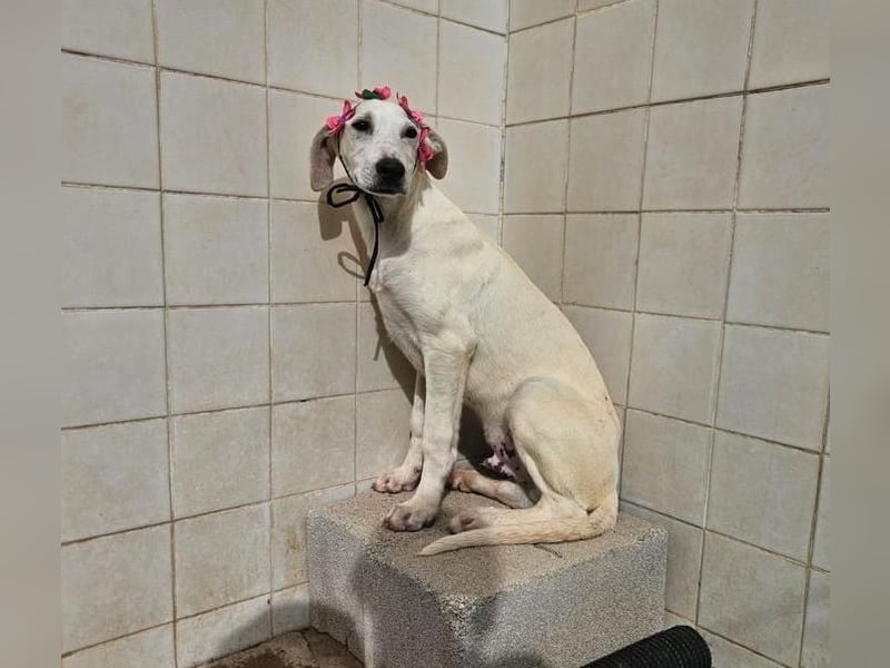 VICHYSSOISE trägt die spanische Sonne im Herzen