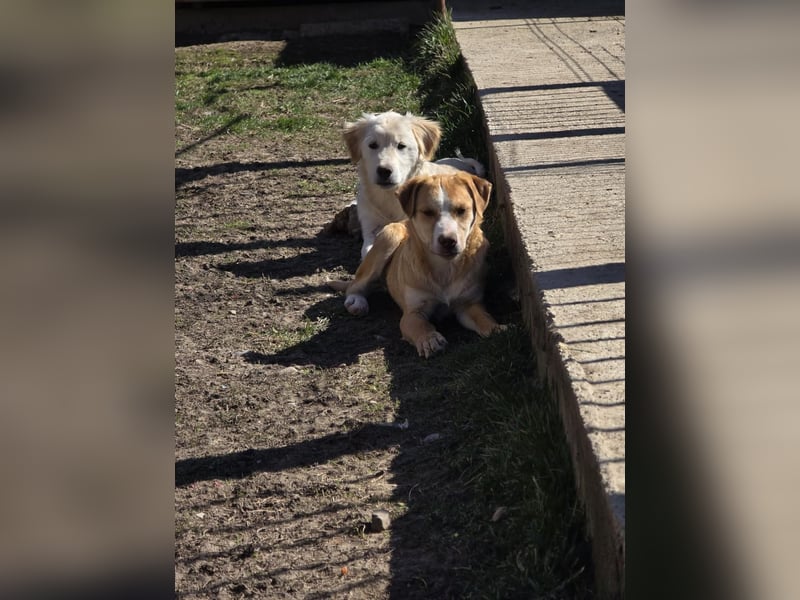 CALYPSO - fröhlicher Junghund möchte umziehen