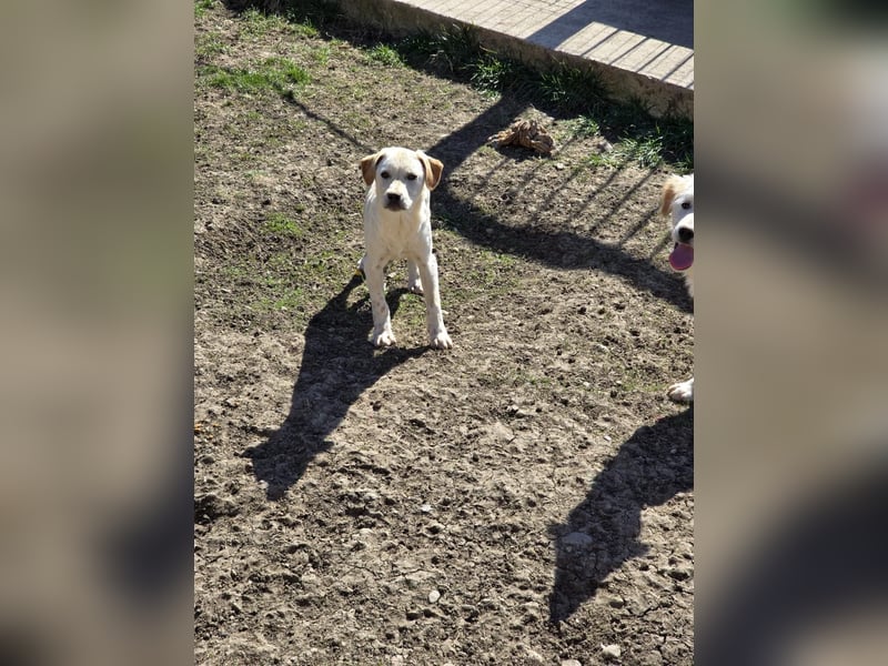 CAROLINCHEN - sensible und ruhige Junghündin sucht ihr Glück