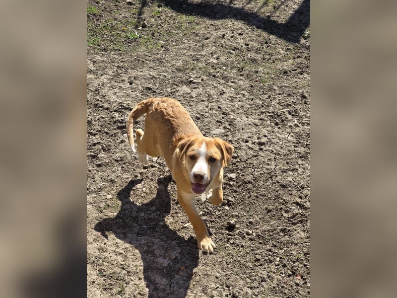 CALYPSO - fröhlicher Junghund möchte umziehen