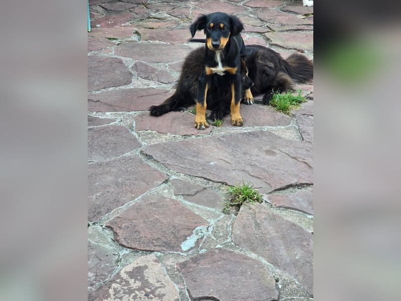 JEFF ein wundervoller Familienhund