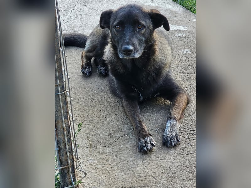 Cara, aufgeschlossen,freundlich,sozial und verschmust , mehr geht nicht!