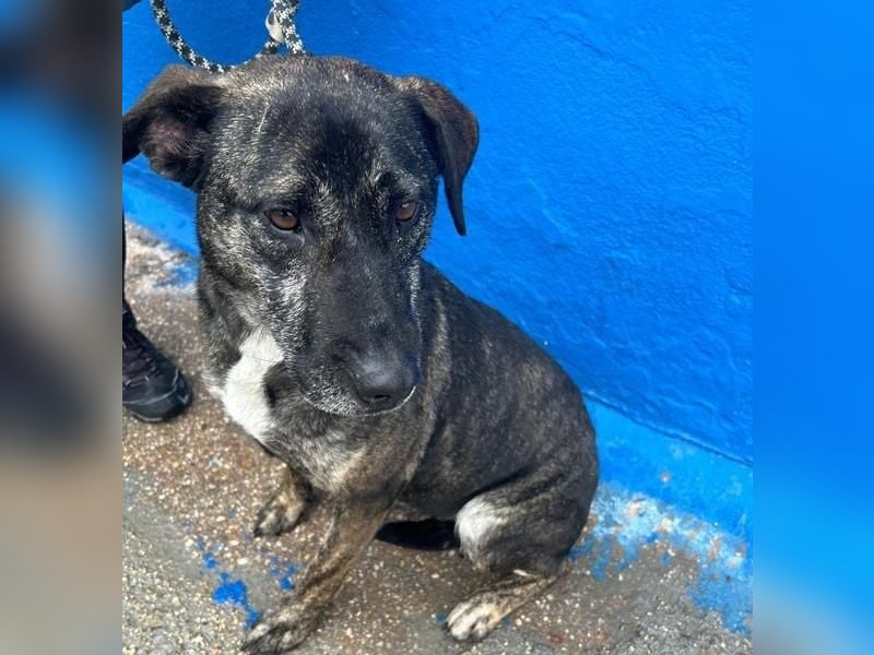 CHANEL die sanfte Hündin